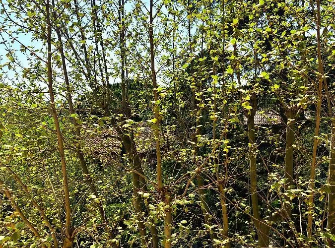 Hotell Del Falco Cervia